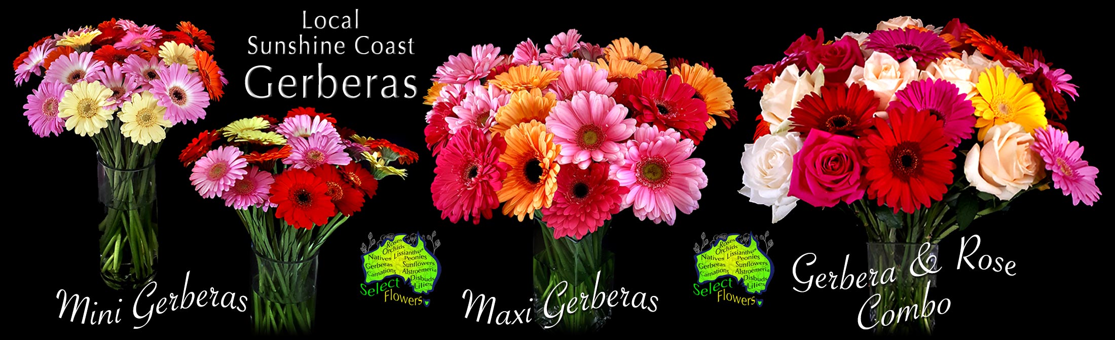 SELECT FLOWERS CALOUNDRA FLORIST GERBERAS
